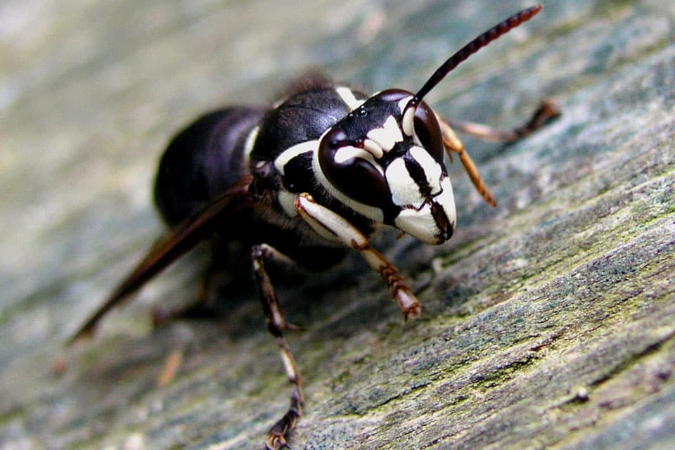 Bald Faced Hornet sitting on wood surface