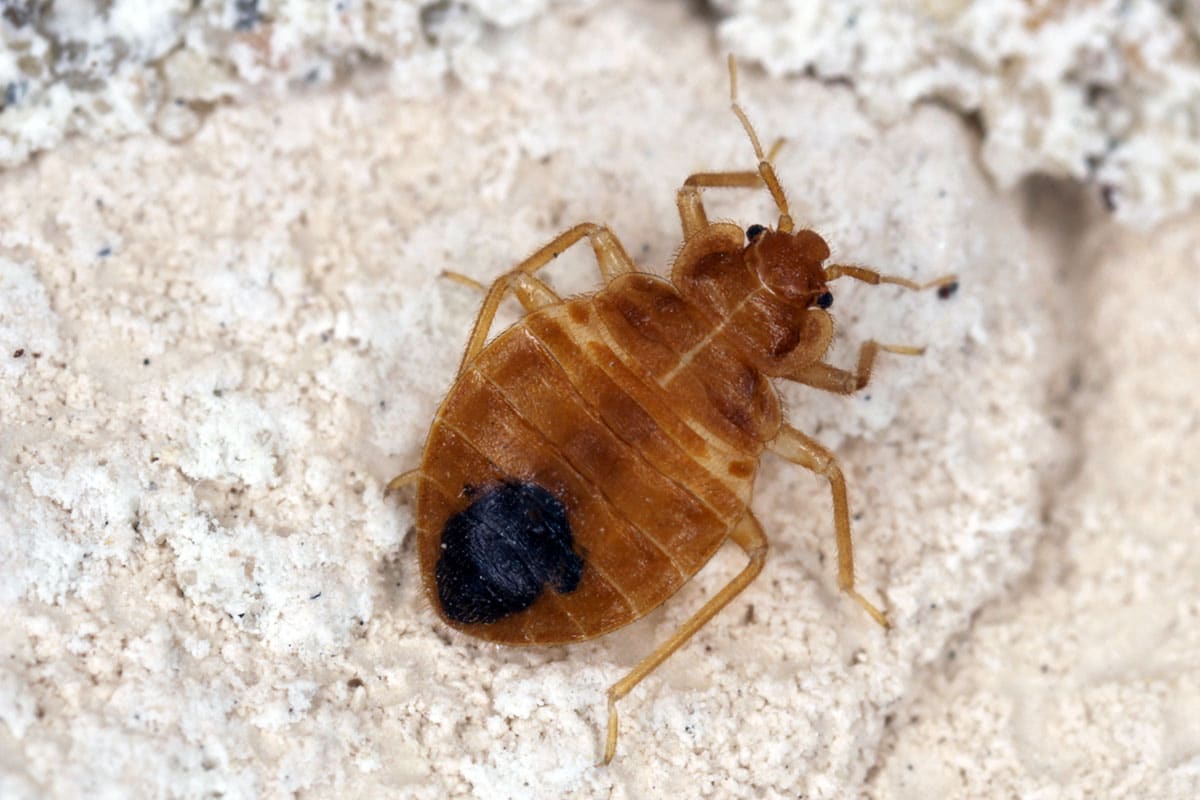 Close up of a bed bug on a stone surface