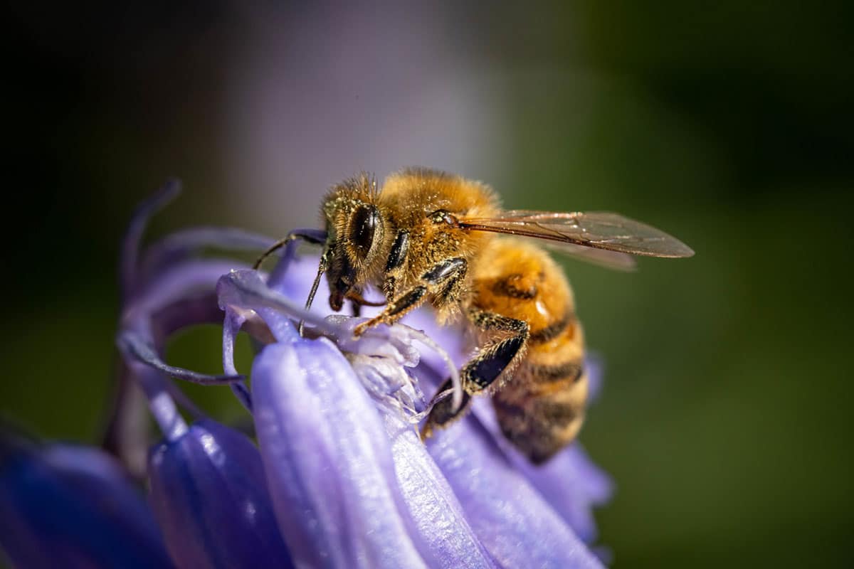 Bee on a purple flower covered in pollen