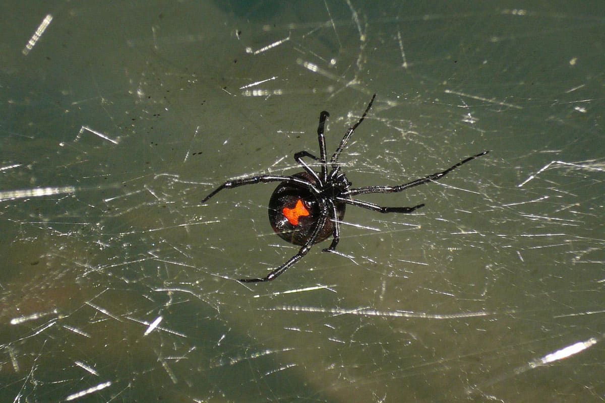 Black Widow spider crawling in a web