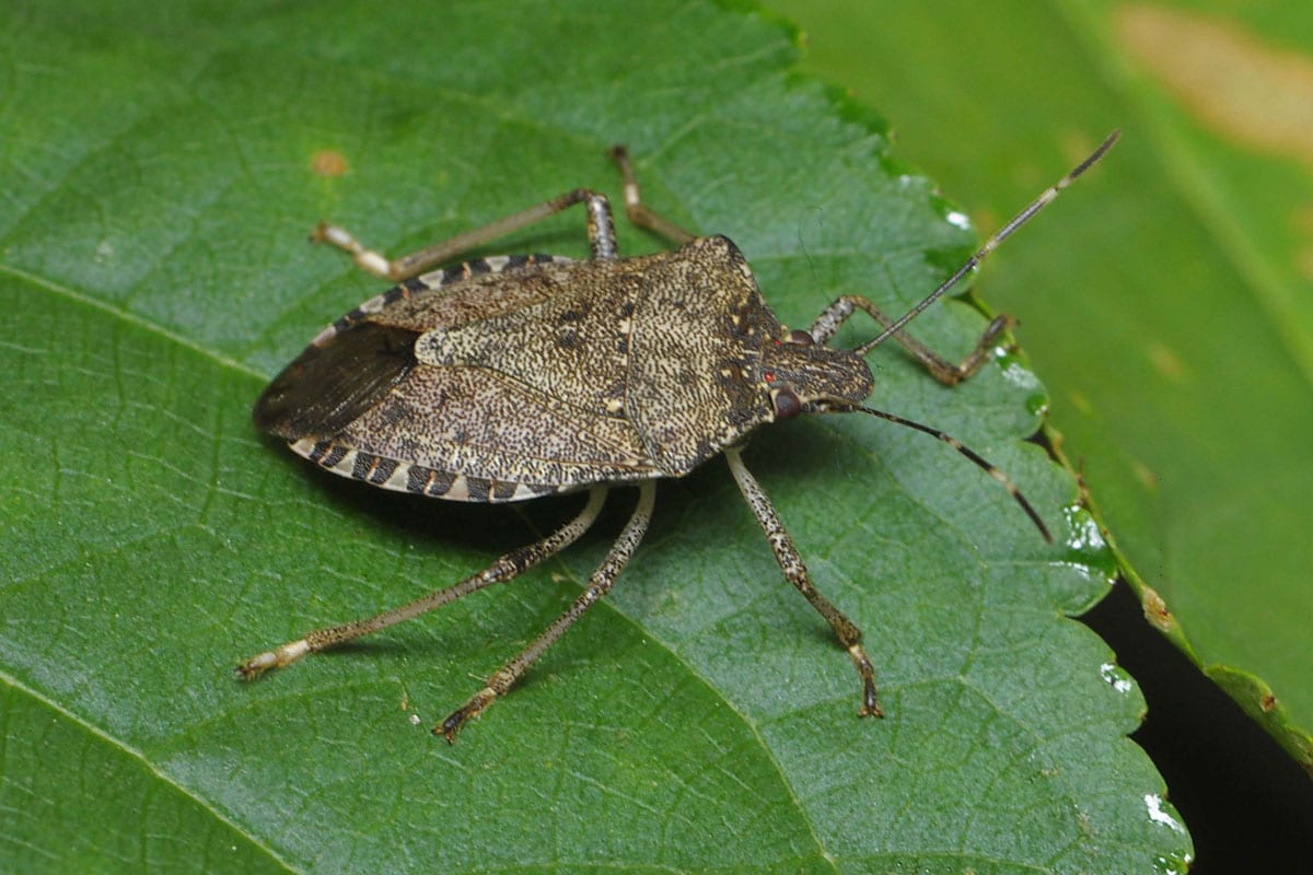Brown Marmorated Stink Bug on a a green leaf