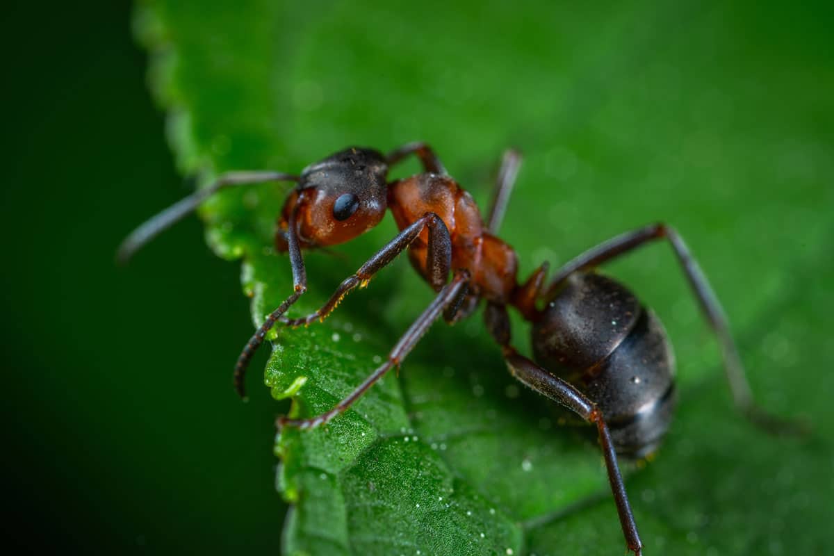 Carpenter Ant on the edge of a green leaf