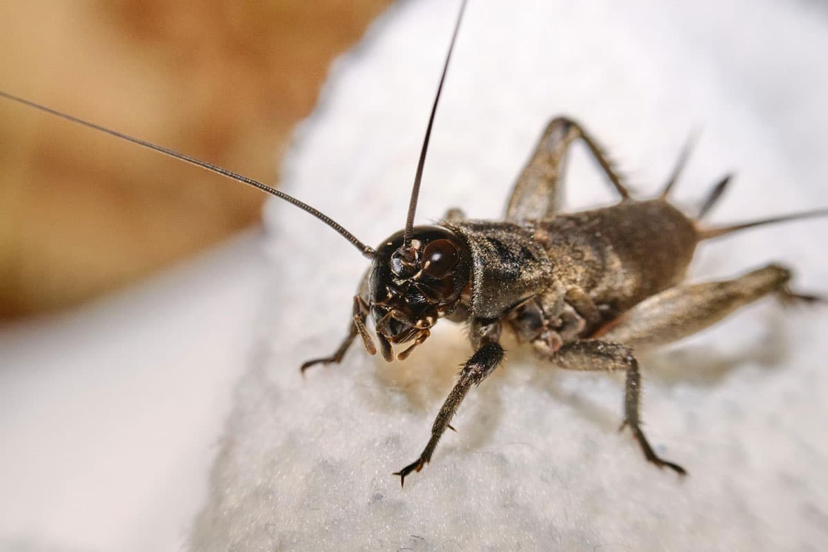 Close up of a cricket on a fabric surface