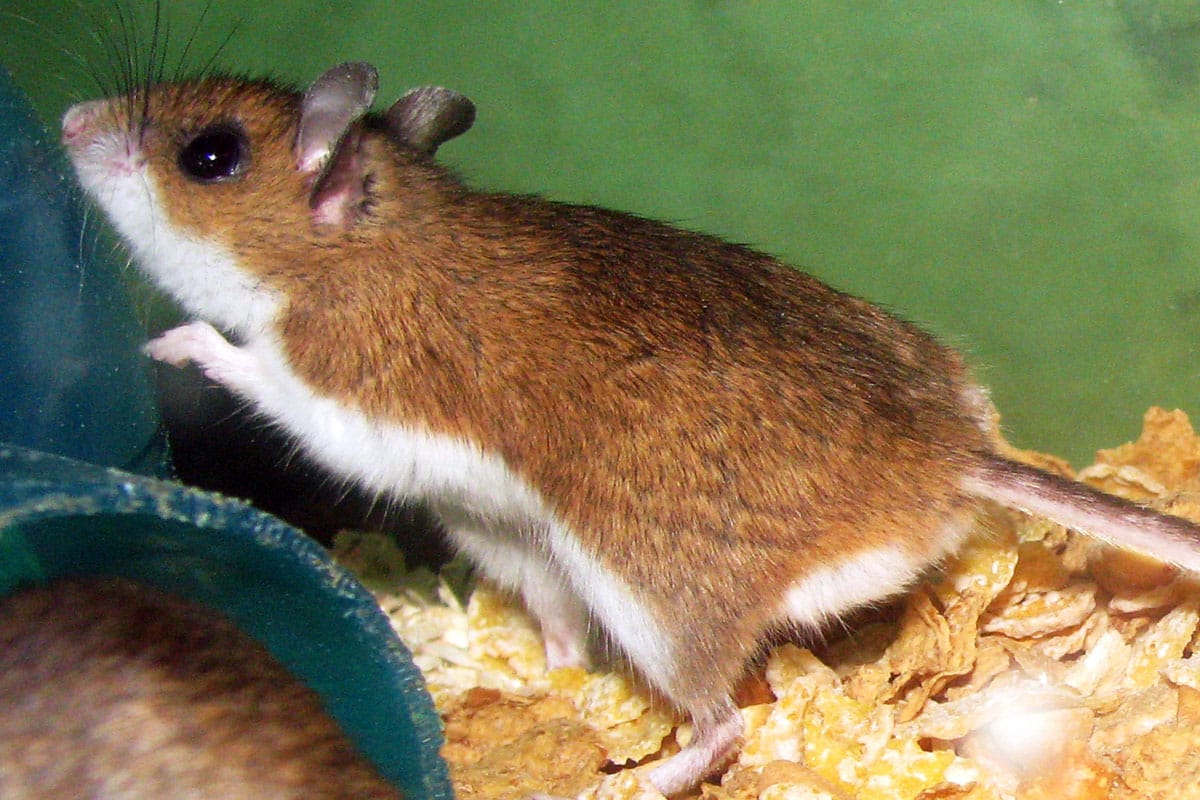 Deer mouse in a pile of food