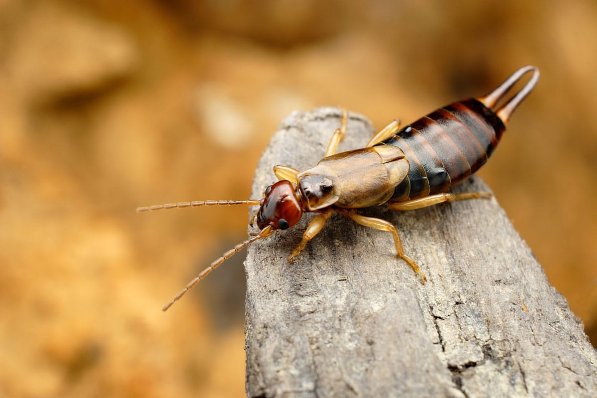 Earwig sitting on a piece of bark