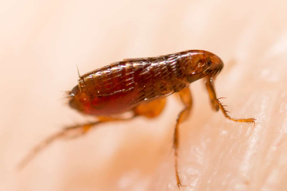 Close up of a Flea on human skin