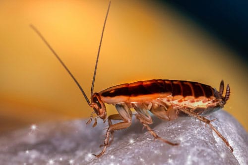 German cockroach perched on a stone