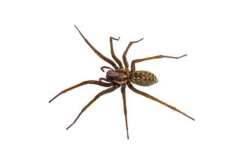 Eratigena Duellica Spider