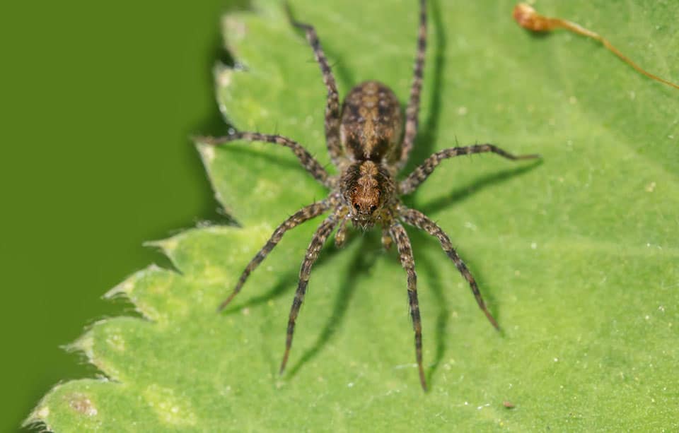 Hobo Spider on a green leaf