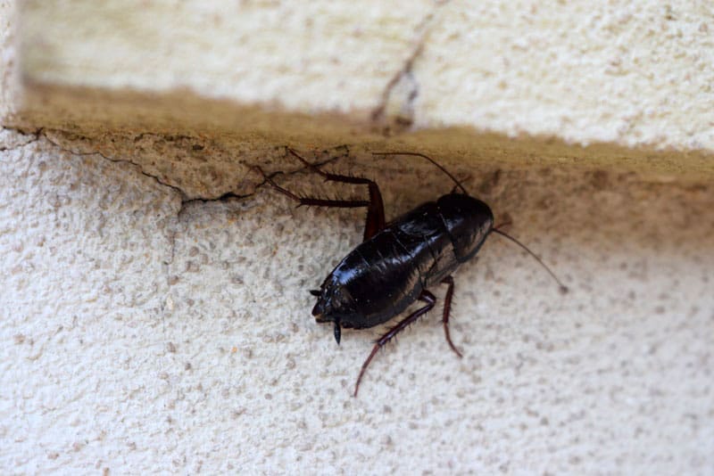 Oriental Cockroach on pavement steps