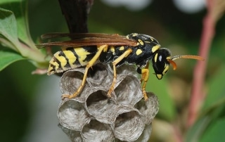 Paper wasp on top of a small nest being built