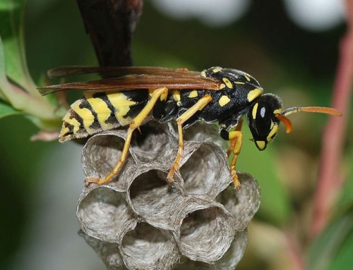 Wasps in the Spring: Why Early Pest Control Is Critical in the Pacific Northwest