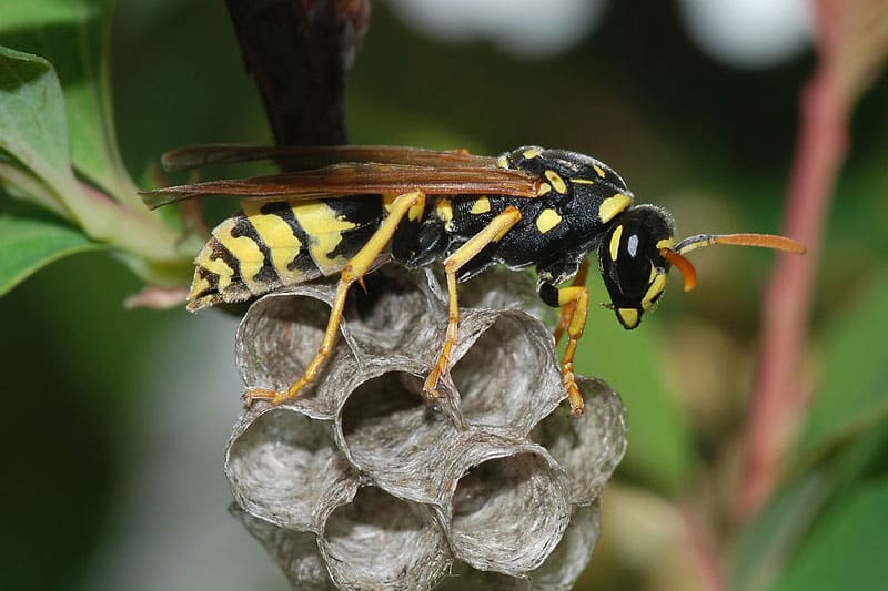Paper wasp on top of a small nest being built