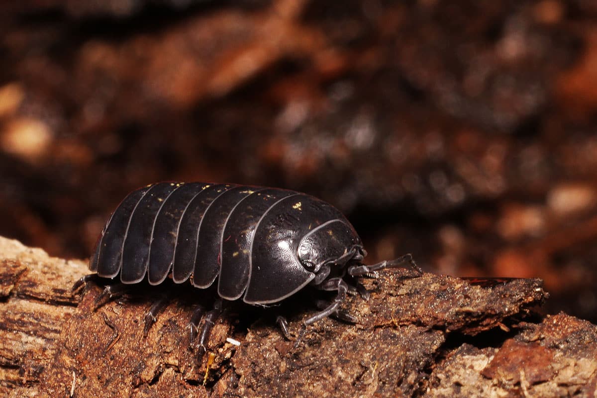 Pillbug crawling on a piece of bark