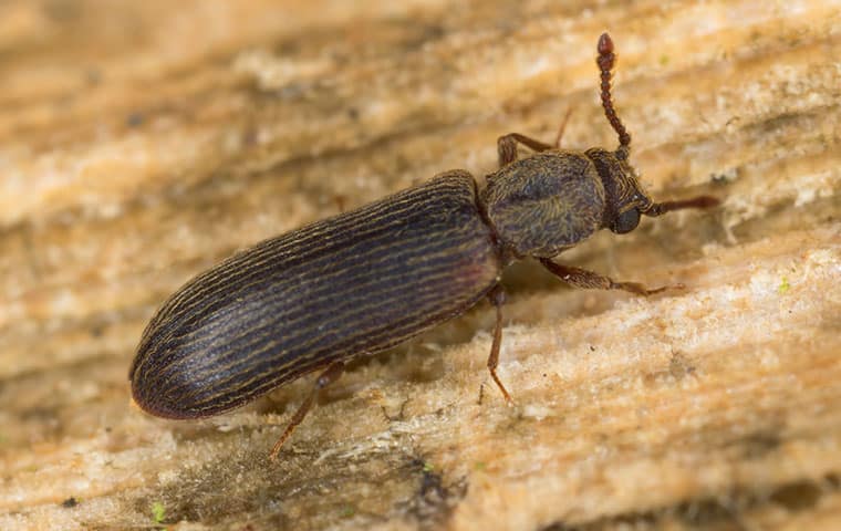 Powderpost beetle on a piece of wood