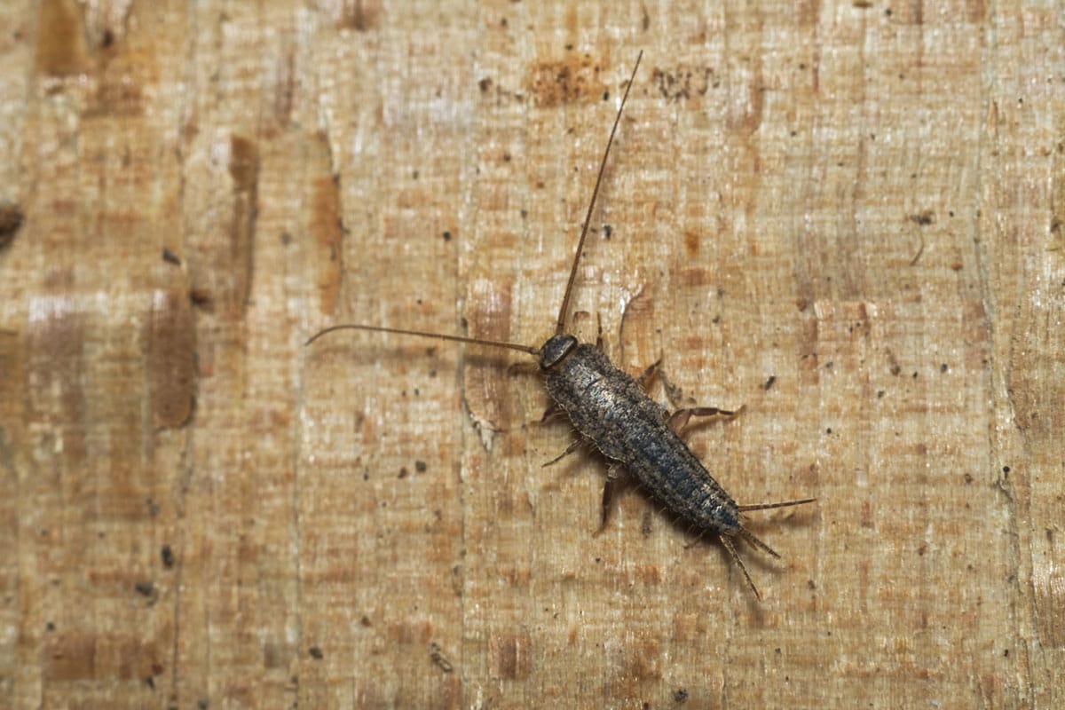 Silverfish bug on a piece of wood
