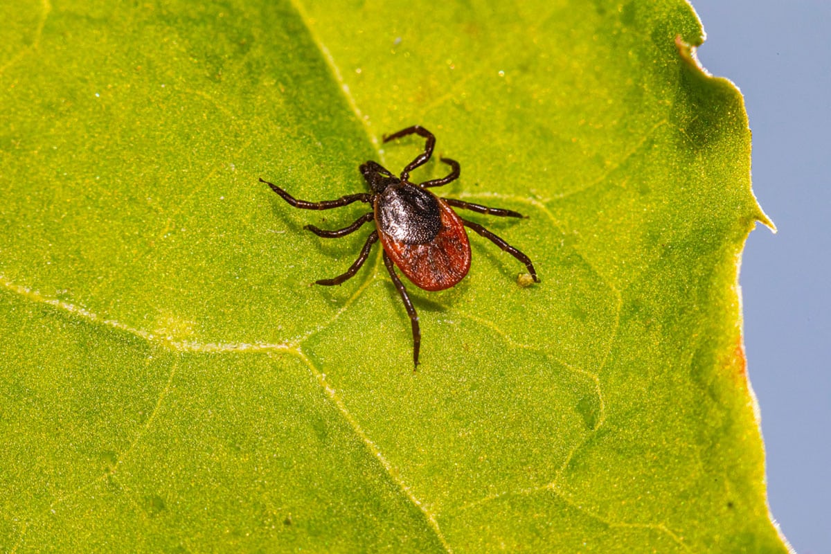 A Tick perched on a green leaf