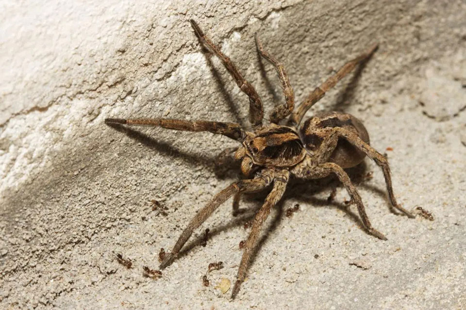 Wolf Spider hunting ants on a concrete surface