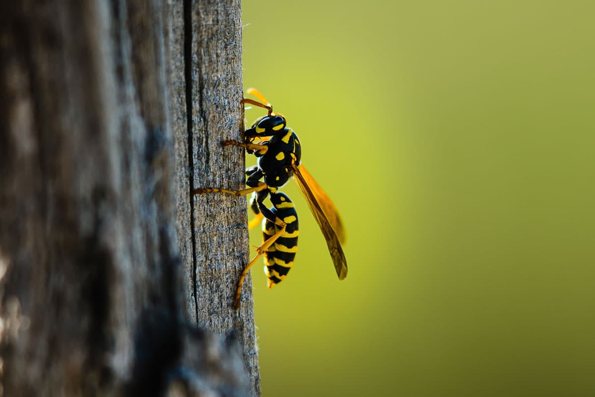 Yellow Jacket on the side of a tree