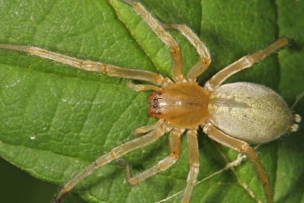 Yellow Sac Spider on a leaf